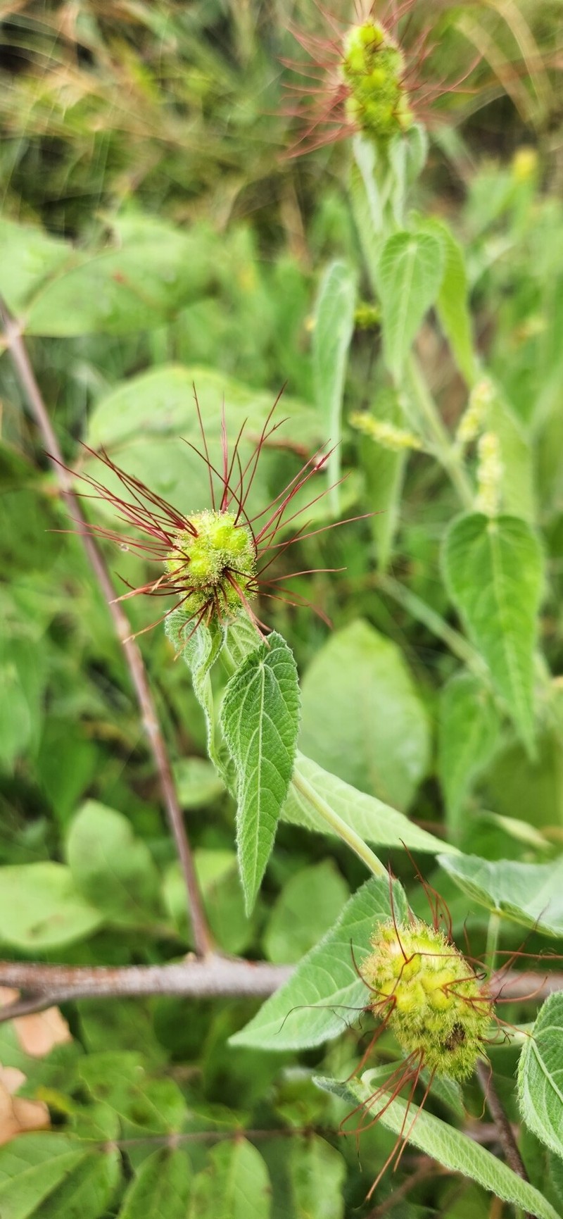 Acalypha petiolaris photo 2
