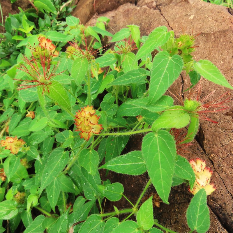 Acalypha petiolaris photo 3