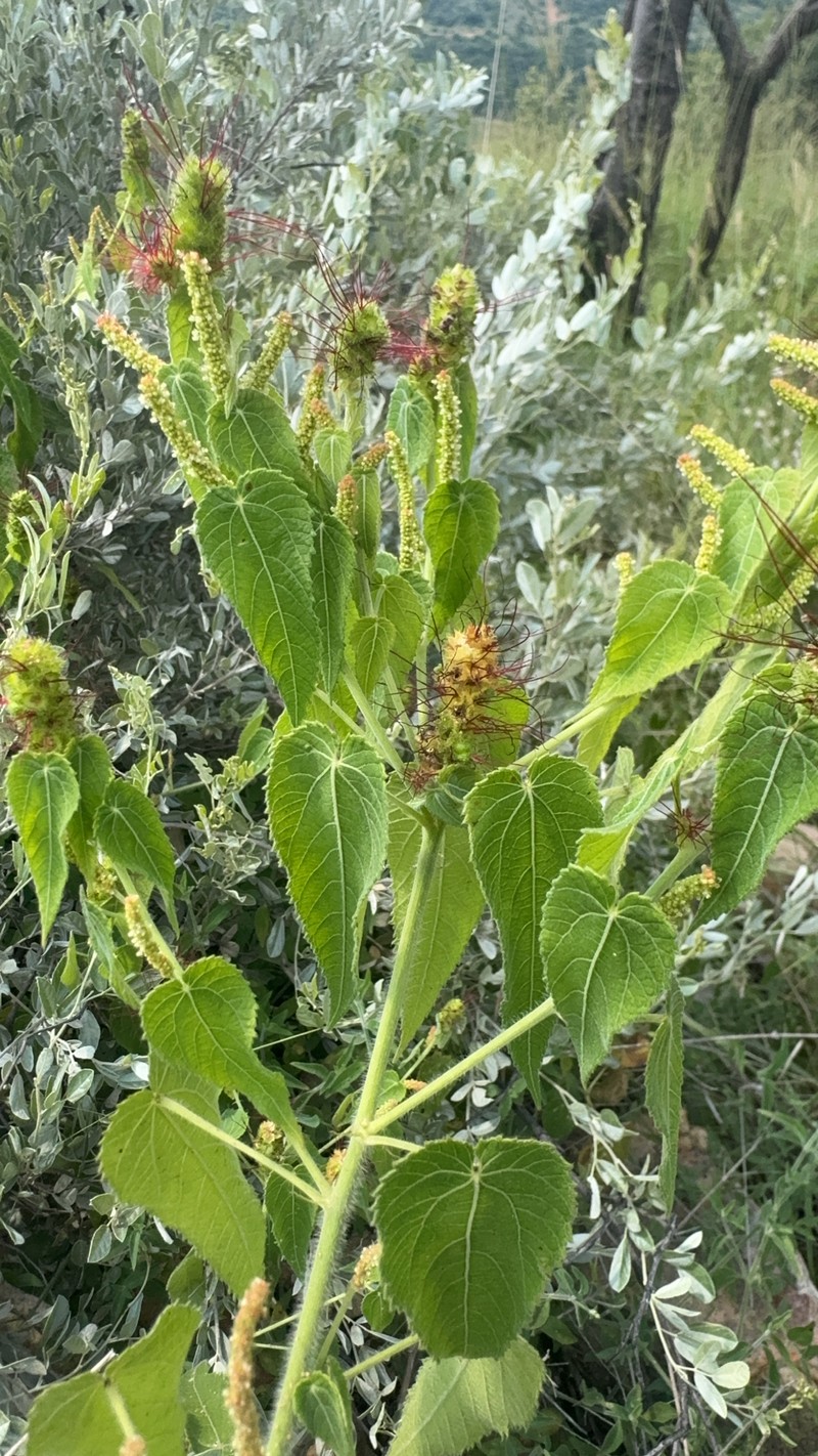 Acalypha petiolaris photo 4