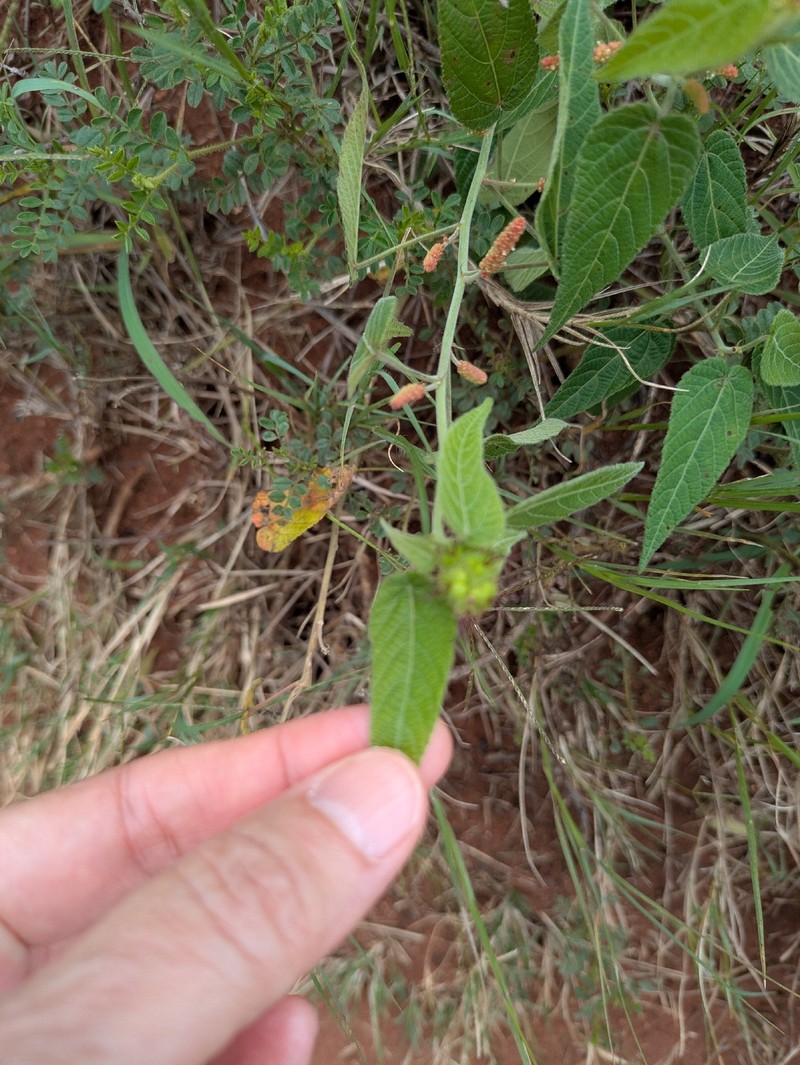 Acalypha petiolaris photo 5