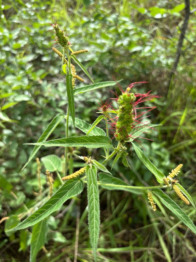 Acalypha petiolaris photo 6