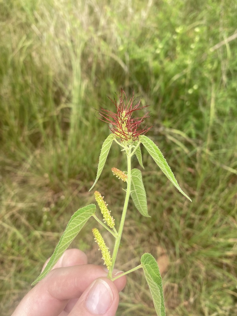 Acalypha petiolaris photo 7
