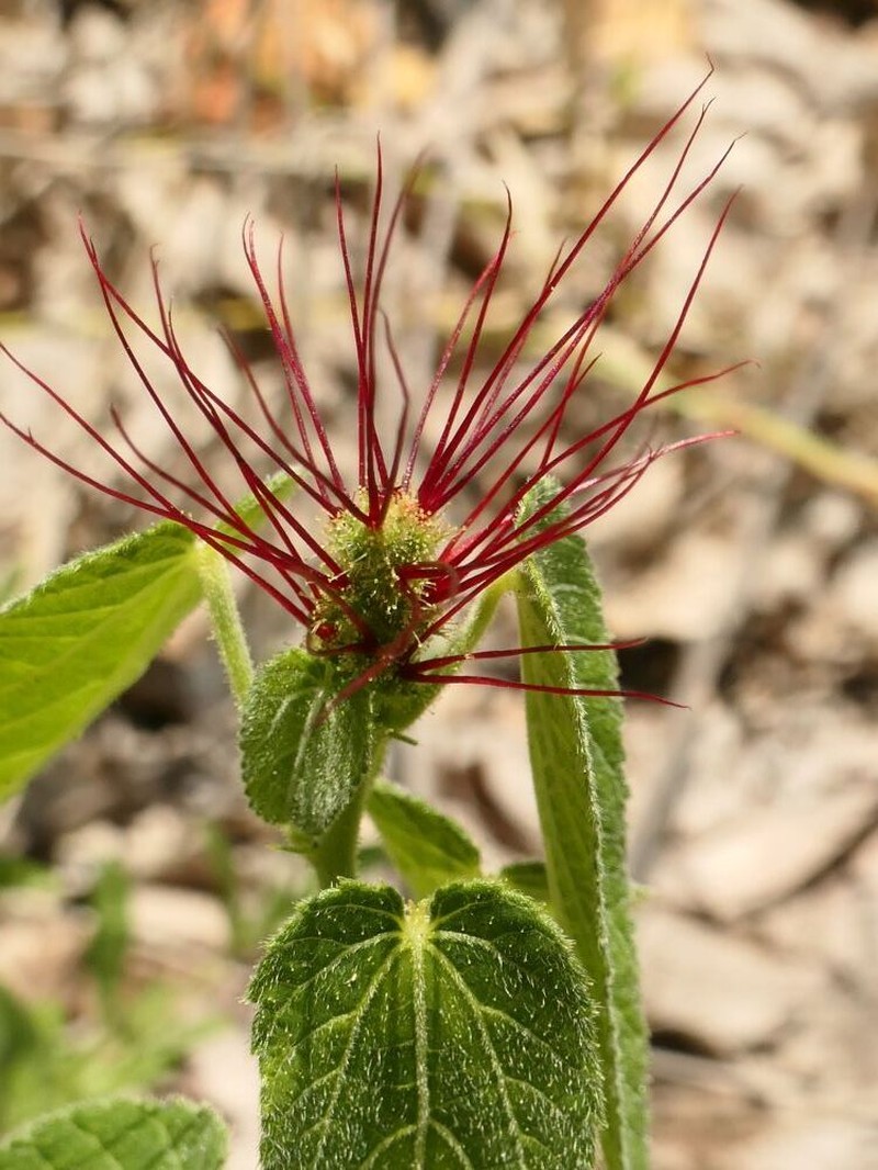 Acalypha petiolaris photo 8
