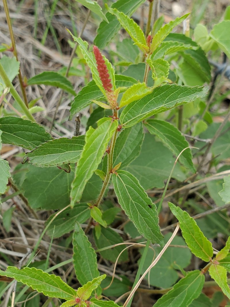 Shrubby Copperleaf