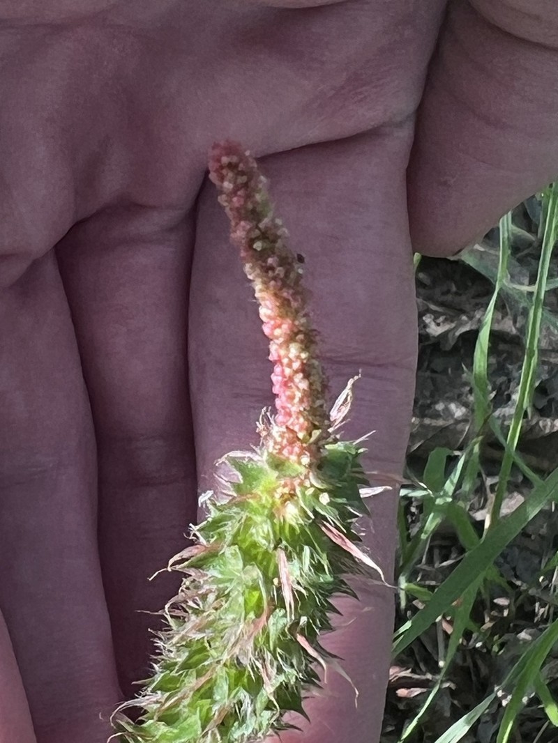 Shrubby Copperleaf