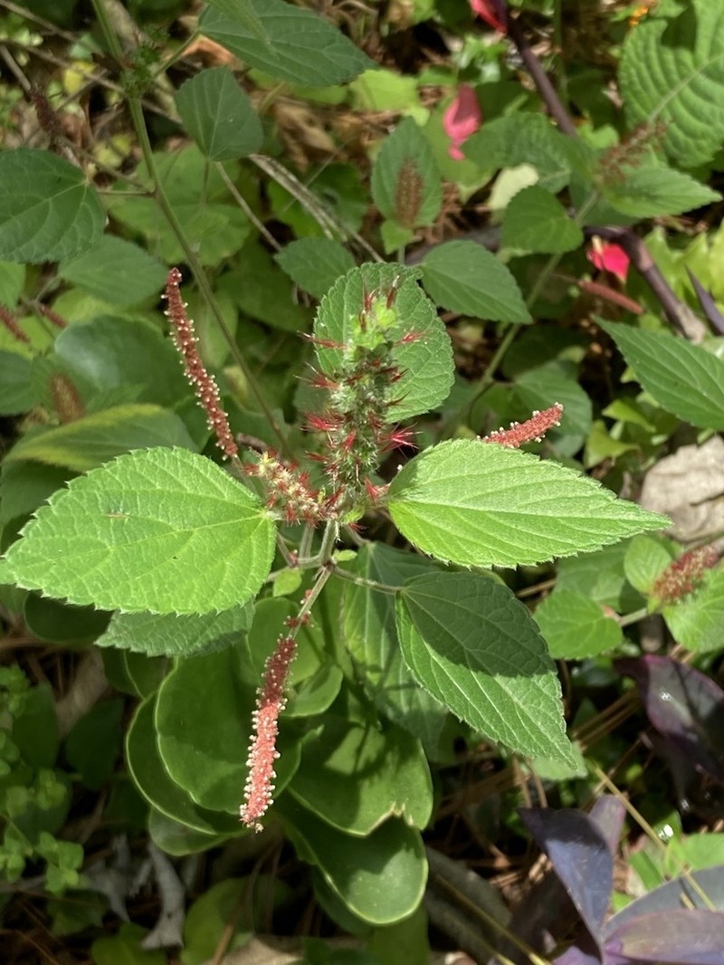 Shrubby Copperleaf photo 2