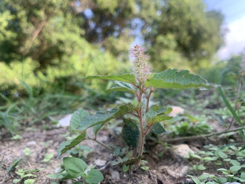 Shrubby Copperleaf photo 3