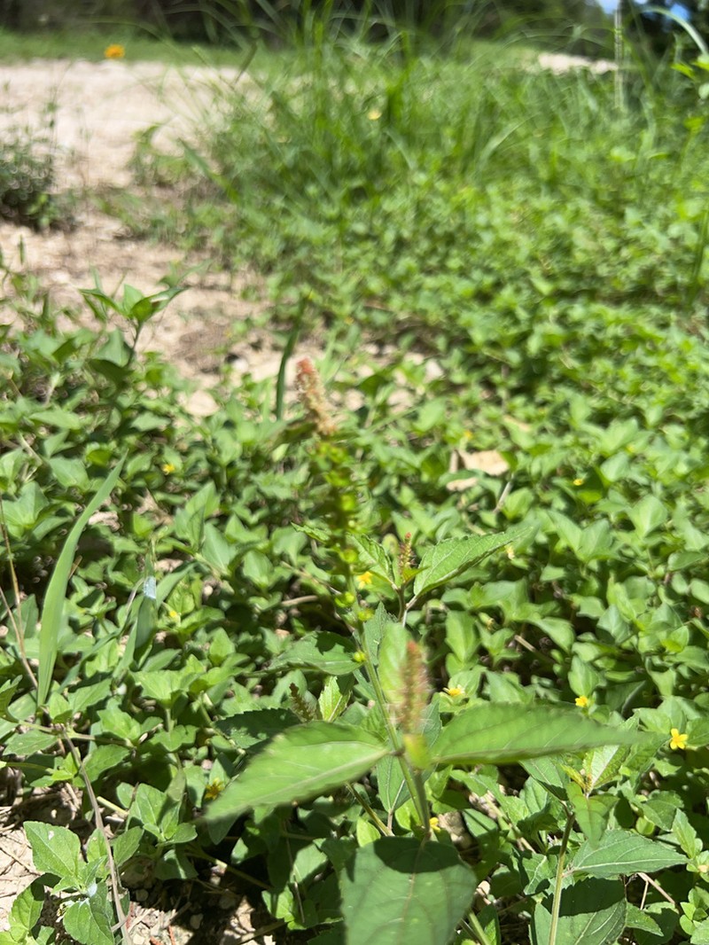 Shrubby Copperleaf photo 4