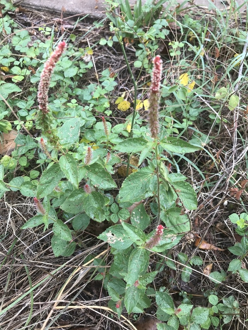 Shrubby Copperleaf photo 5