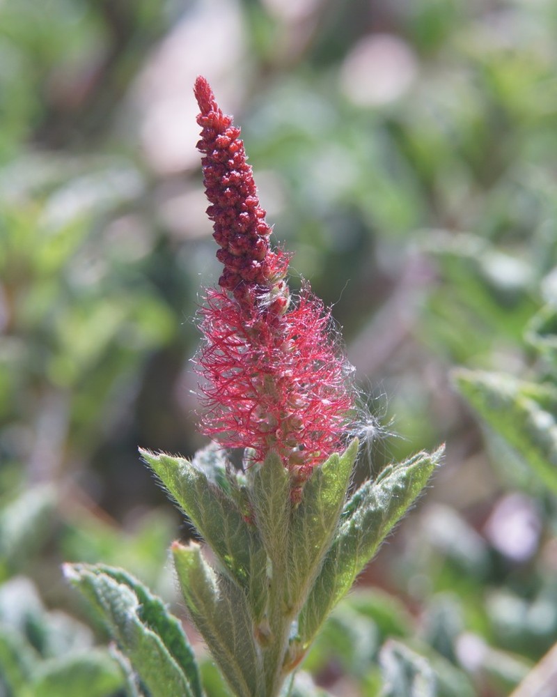 Shrubby Copperleaf photo 6
