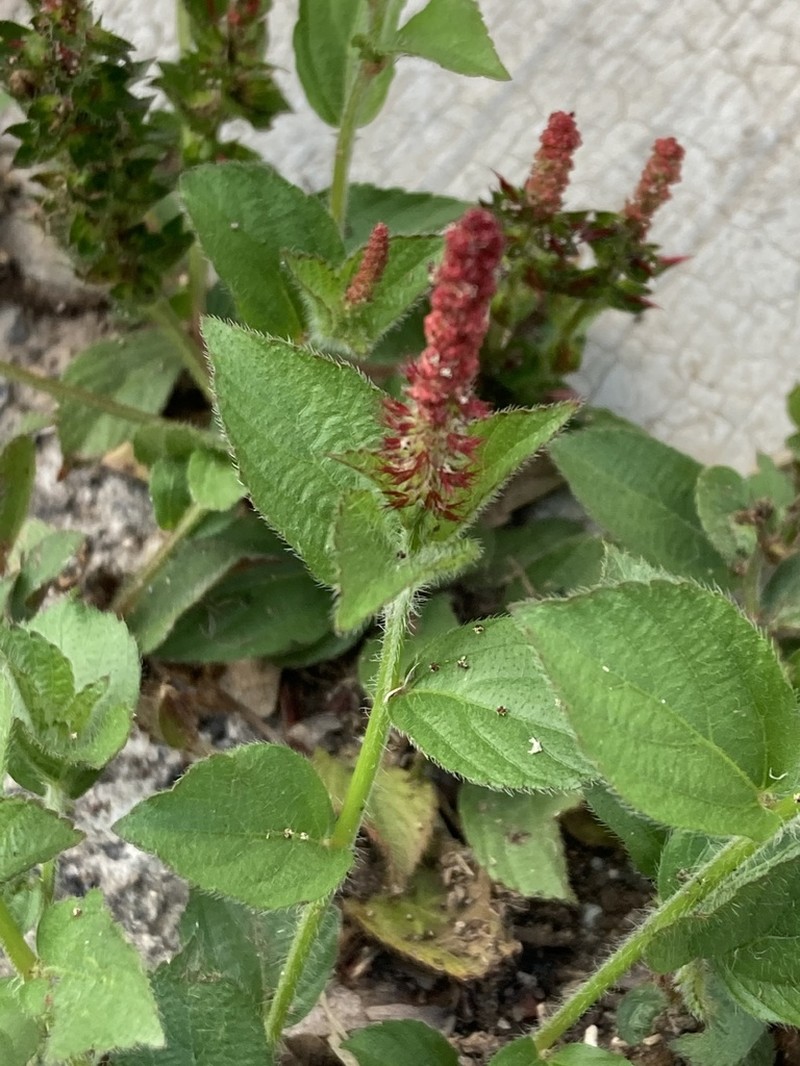 Shrubby Copperleaf photo 7