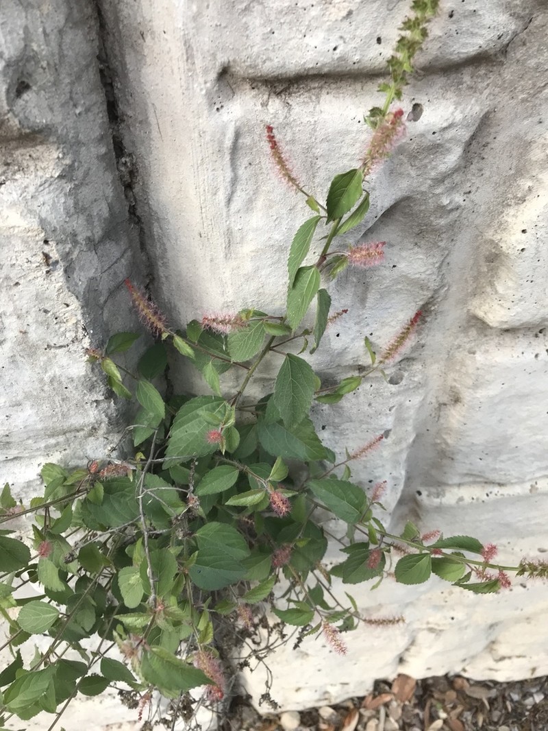 Shrubby Copperleaf photo 8