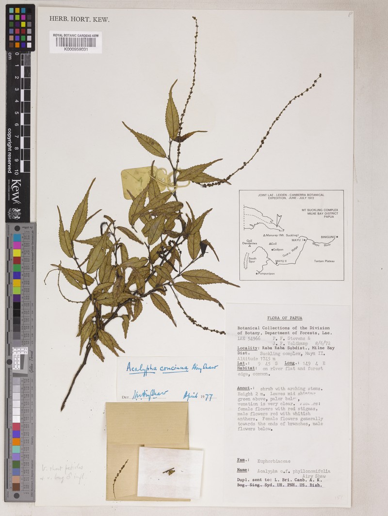 Acalypha phyllonomifolia