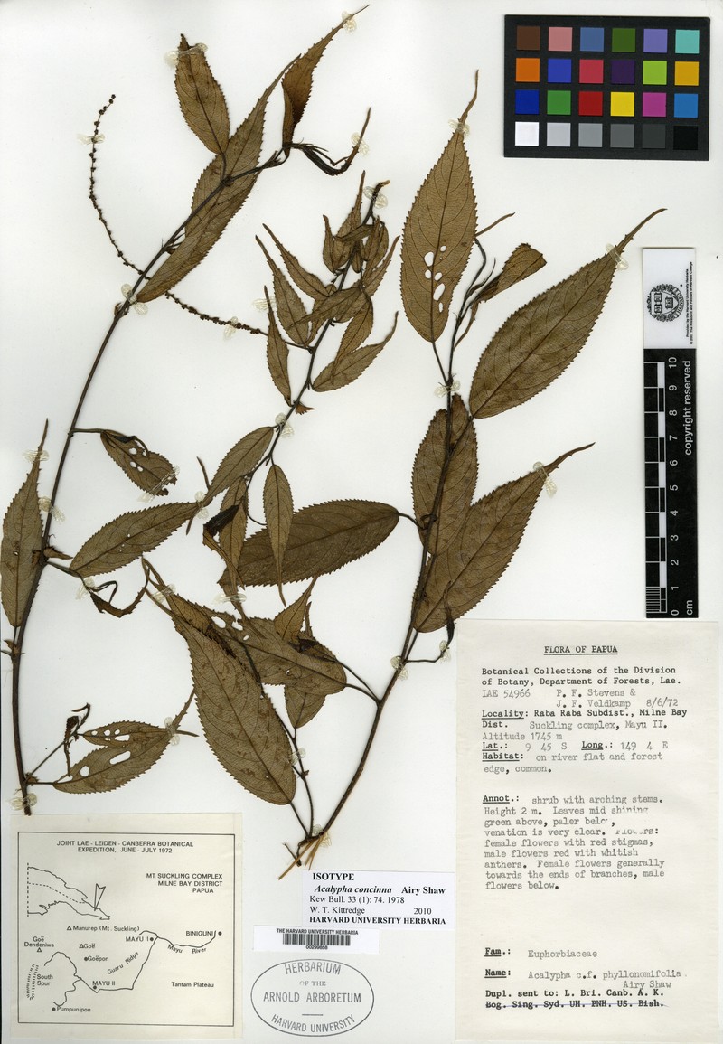 Acalypha phyllonomifolia photo 2