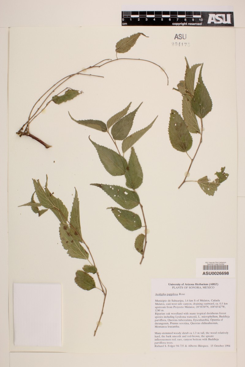 Acalypha pilosa