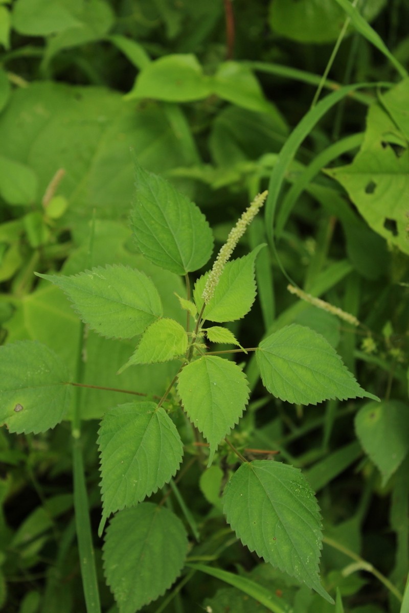 Acalypha pippenii photo 2