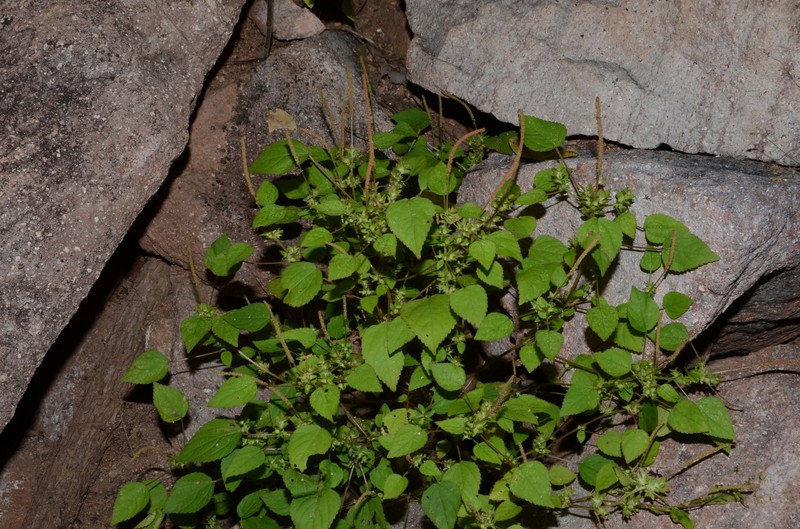 Acalypha pippenii photo 3
