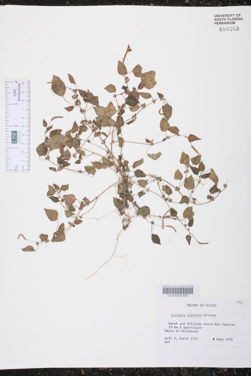 Acalypha pippenii photo 4