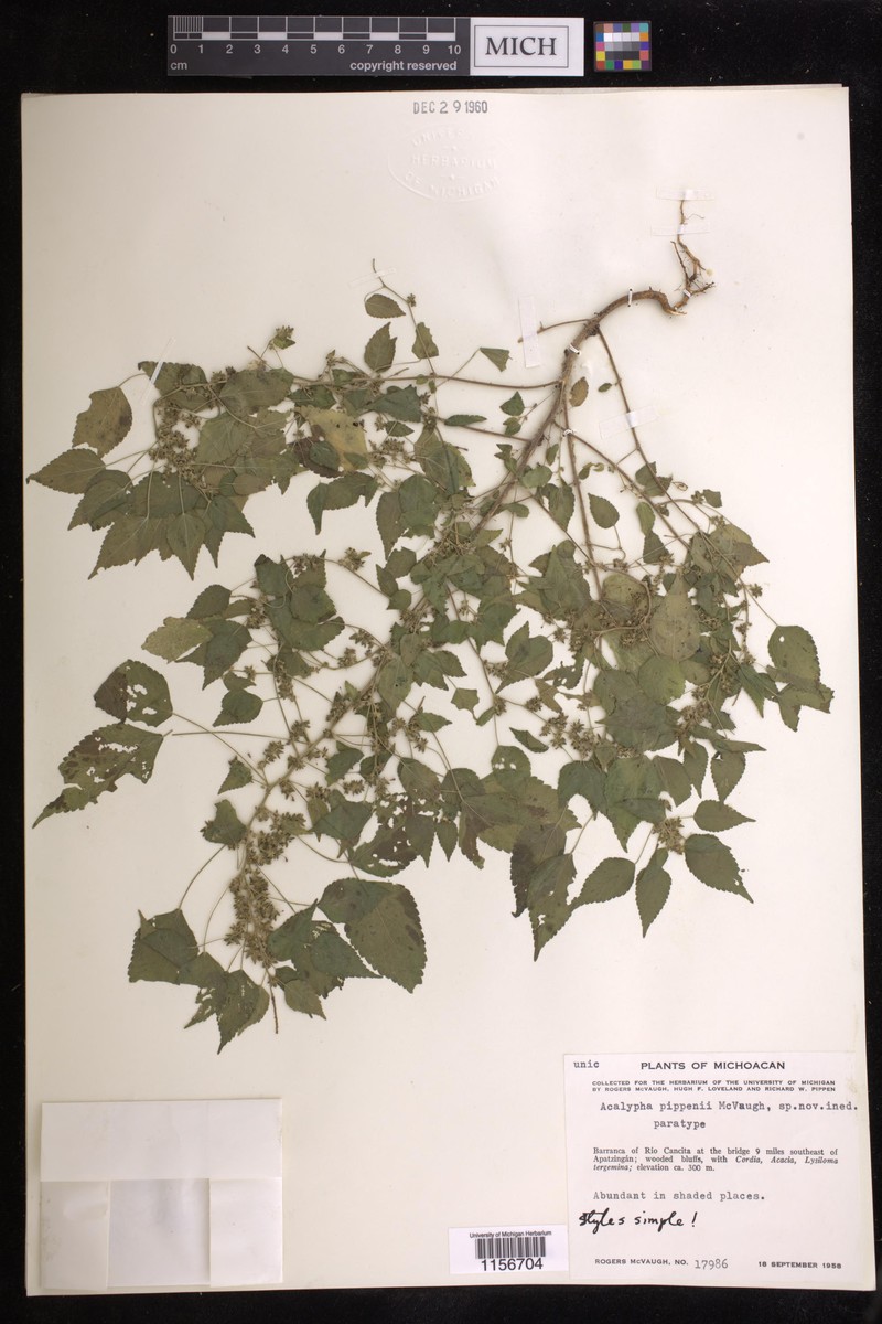 Acalypha pippenii photo 6