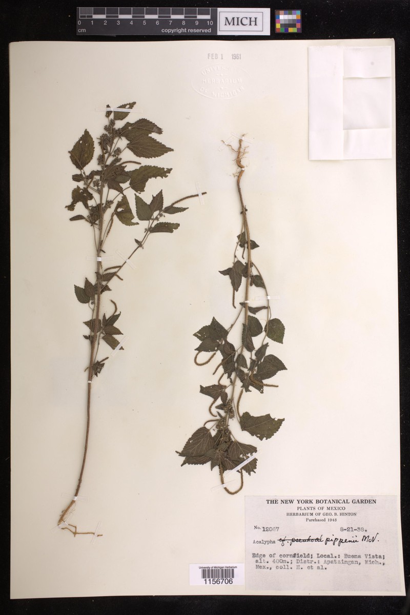 Acalypha pippenii photo 8