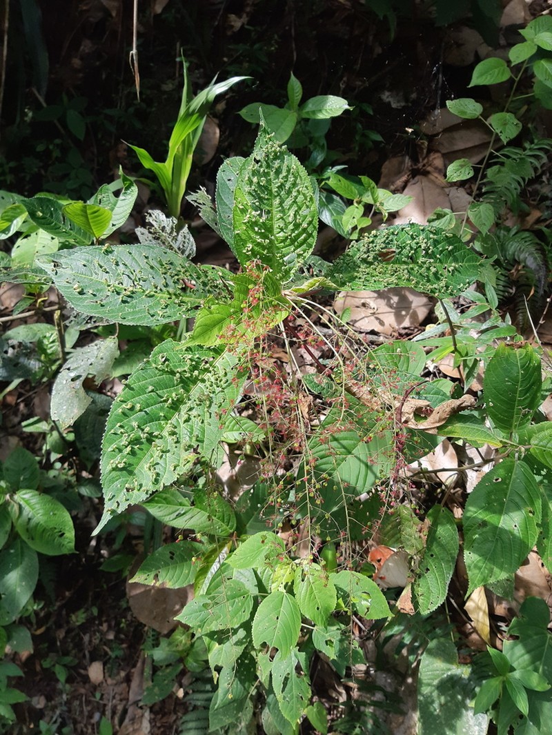 Acalypha platyphylla