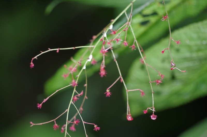 Acalypha platyphylla photo 2