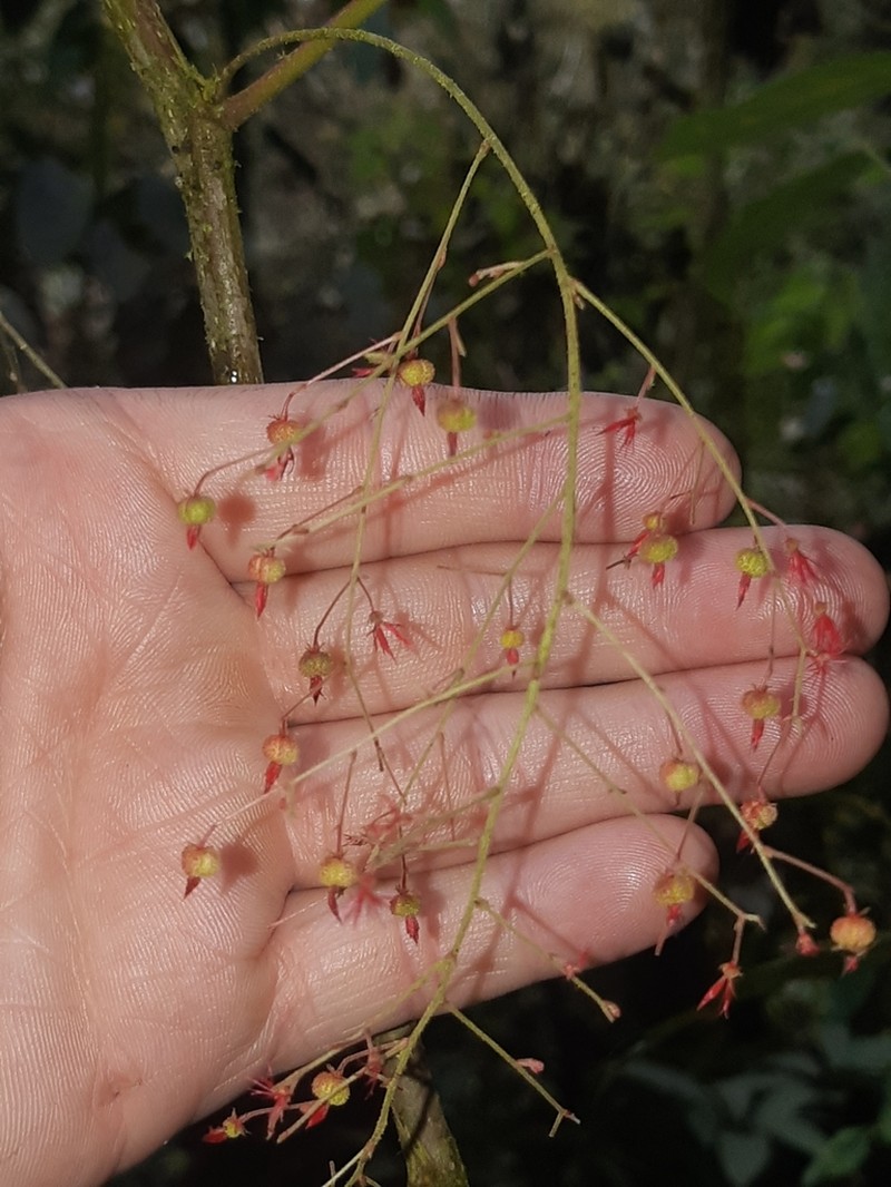 Acalypha platyphylla photo 3