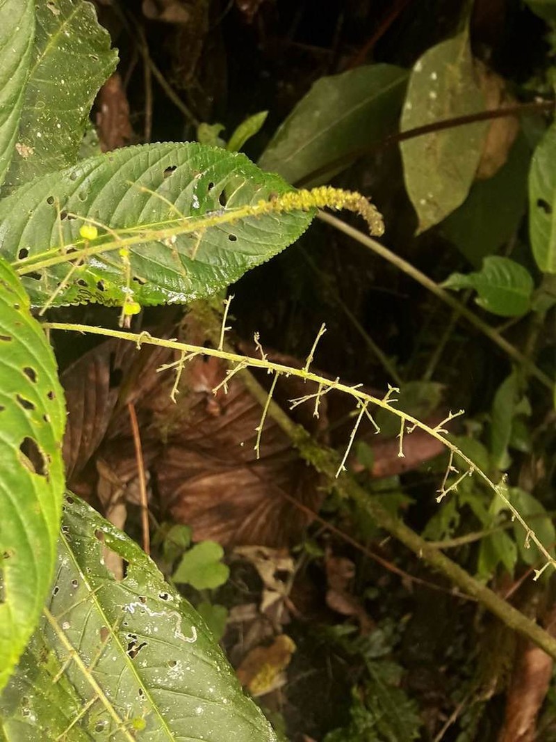 Acalypha platyphylla photo 4