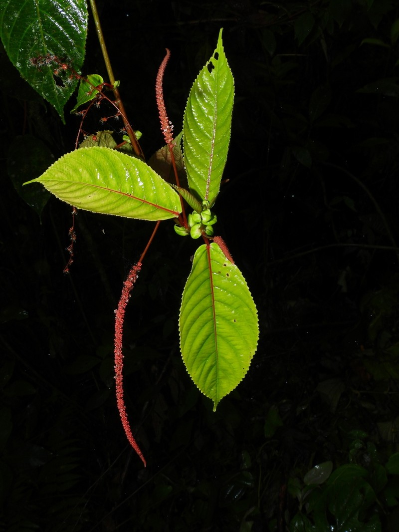 Acalypha platyphylla photo 5