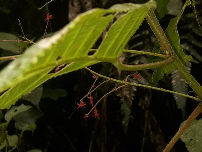 Acalypha platyphylla photo 6