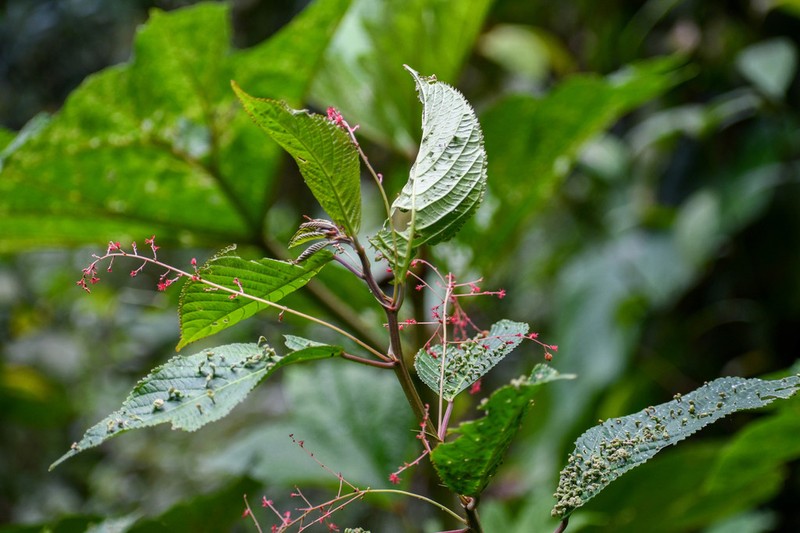 Acalypha platyphylla photo 7