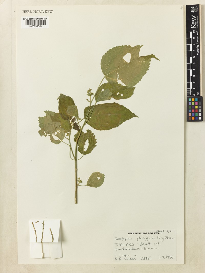 Acalypha pleiogyne