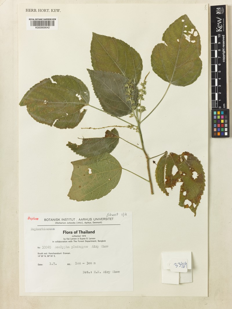 Acalypha pleiogyne photo 2