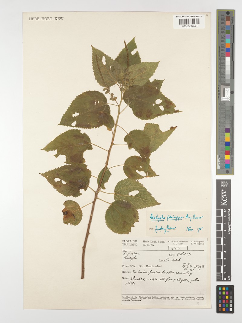 Acalypha pleiogyne photo 3