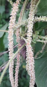 Acalypha plicata