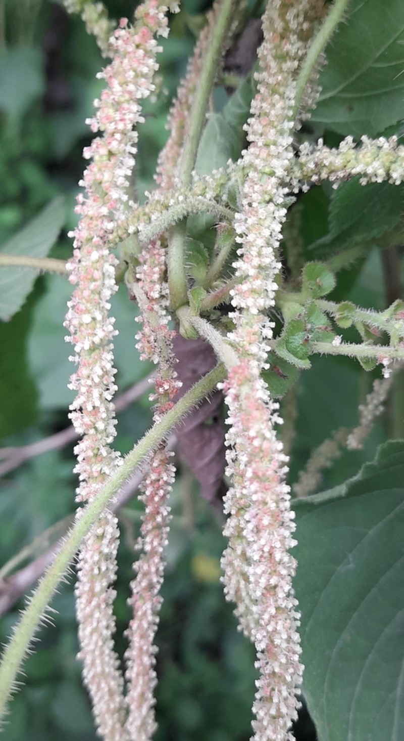 Acalypha plicata