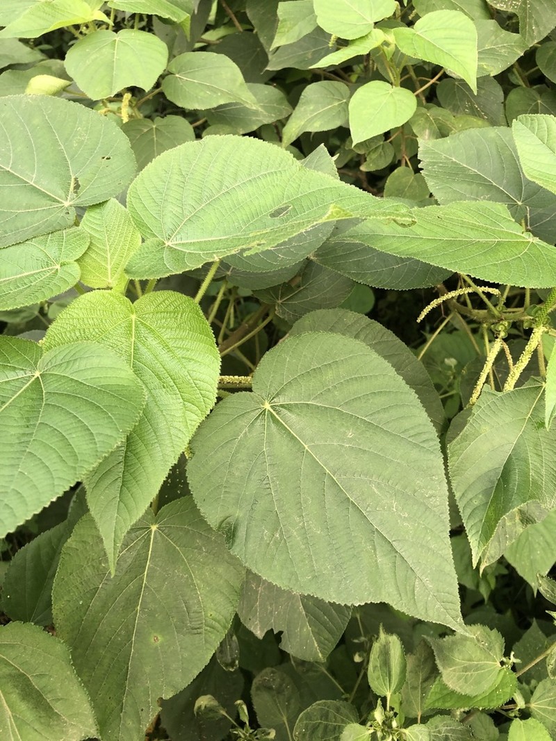 Acalypha plicata photo 2