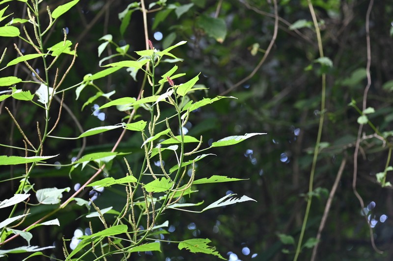 Acalypha plicata photo 3