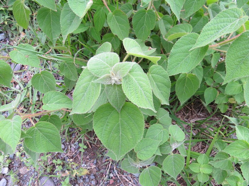 Acalypha plicata photo 4