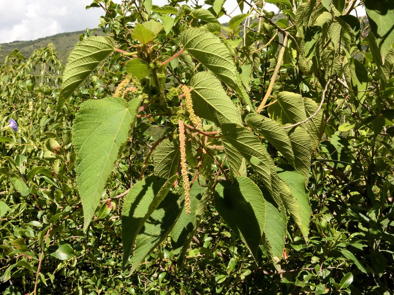 Acalypha plicata photo 5