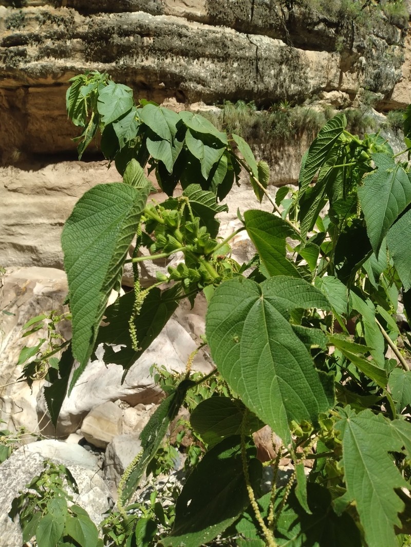 Acalypha plicata photo 6