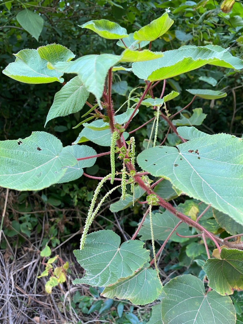 Acalypha plicata photo 7