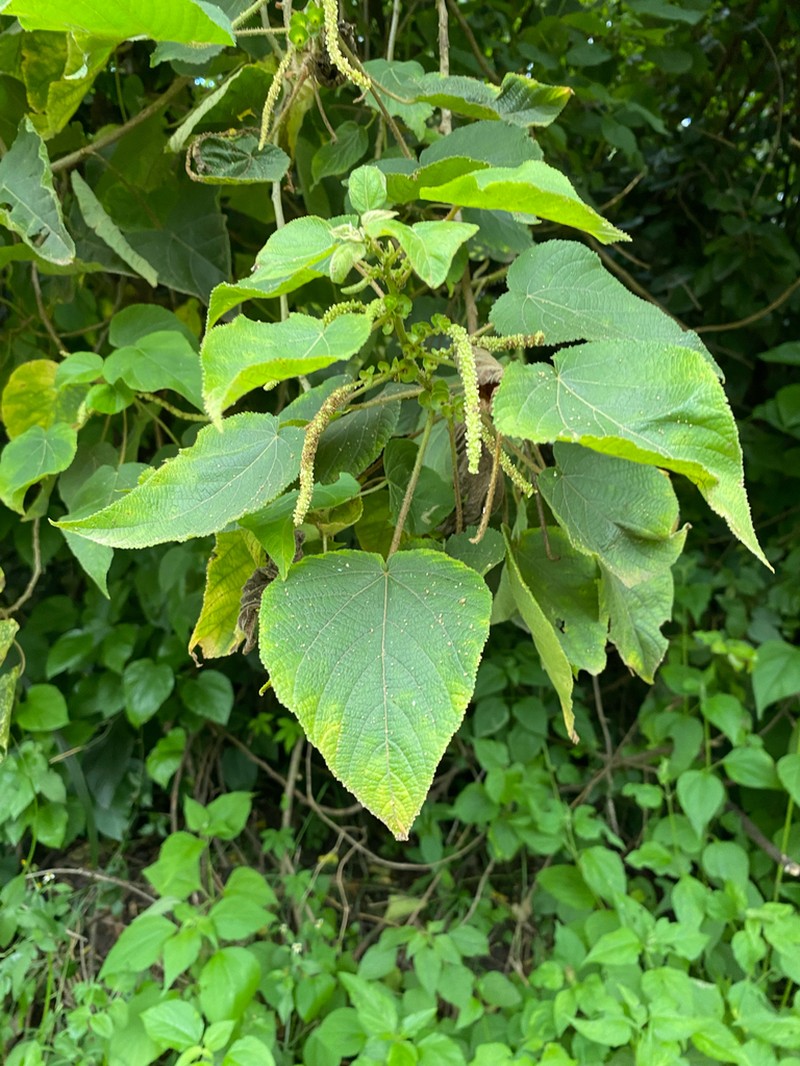 Acalypha plicata photo 8