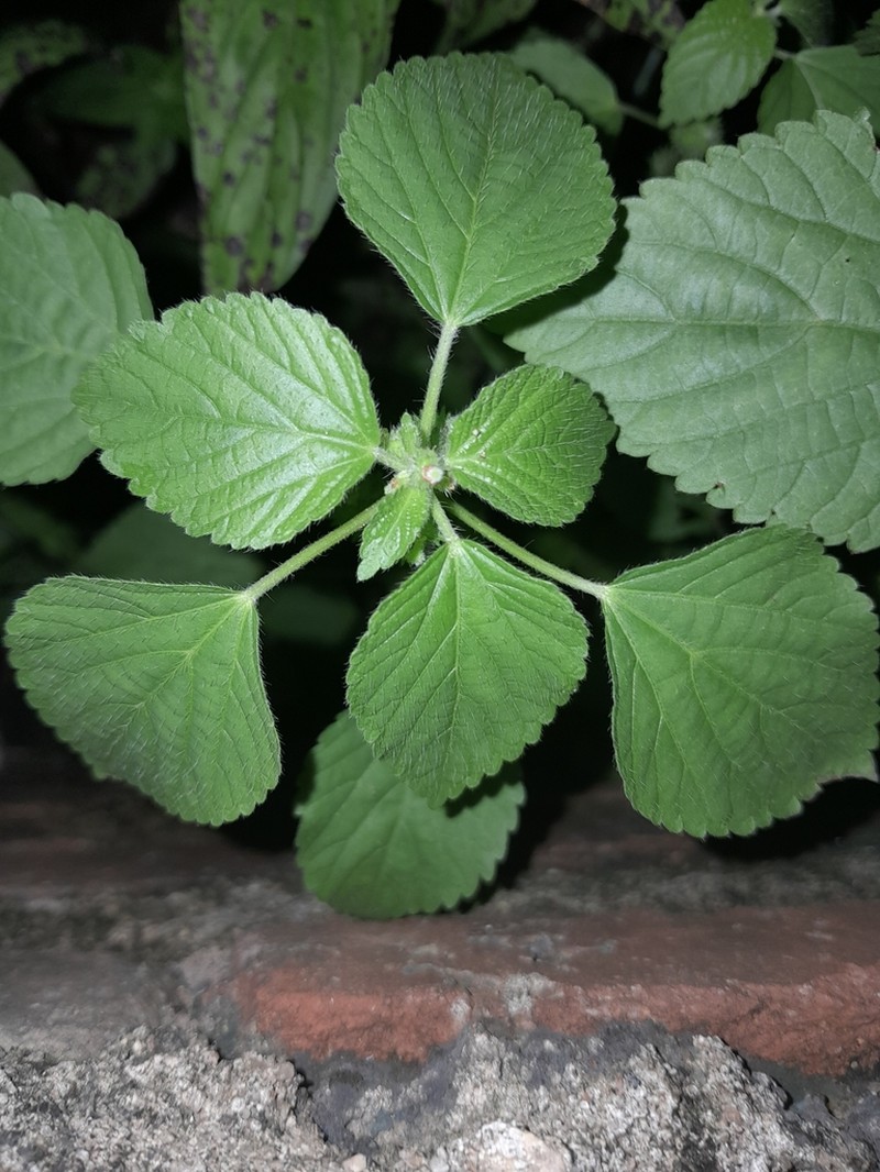 Poiret's Copperleaf photo 6