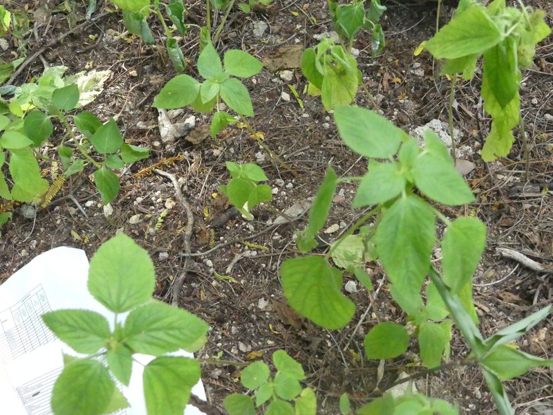 Poiret's Copperleaf photo 8