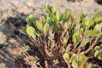 Acalypha polymorpha