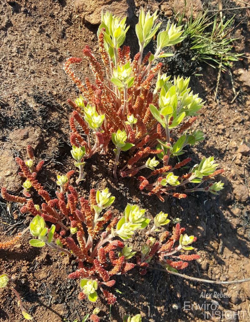 Acalypha polymorpha photo 2