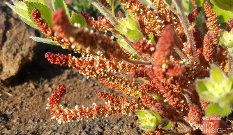 Acalypha polymorpha photo 3