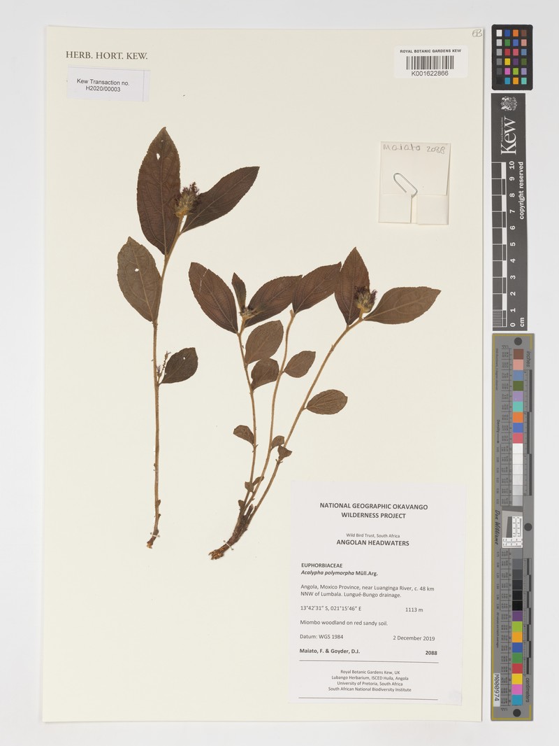 Acalypha polymorpha photo 4