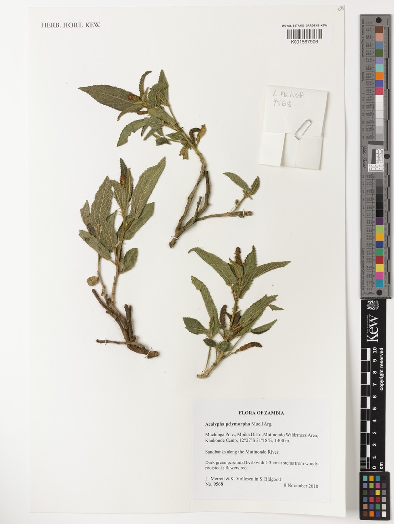 Acalypha polymorpha photo 5
